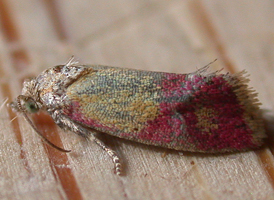 Evening-primrose Cochylid